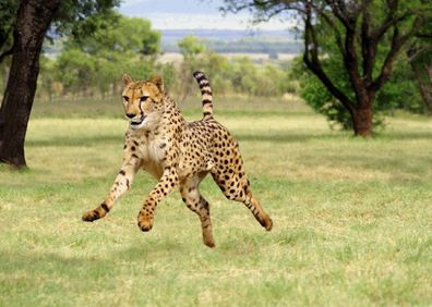 3 D Ansichtskarte Gepard im Lauf Postkarte Wackelkarte Hologrammkarte Tier Raubkatzen