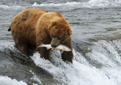 3 D Ansichtskarte Grizzlybär fängt Lachs, Postkarte Wackelkarte Hologrammkarte Tier