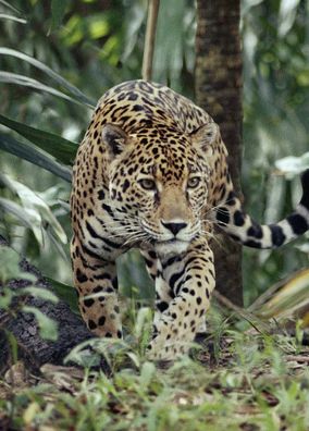 3 D Ansichtskarte Jaguar, Postkarte Wackelkarte Hologrammkarte, Regenwald Tier