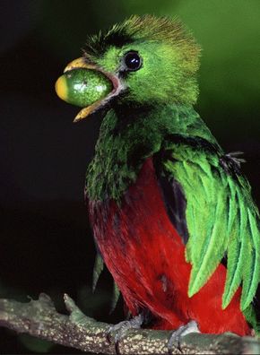 3 D Ansichtskarte Quetzal, Postkarte Wackelkarte Hologrammkarte, Tier Vogel Vögel