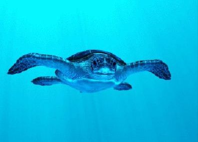 3 D Ansichtskarte Meeresschildkröte Postkarte Wackelkarte Hologrammkarte Schildkröten