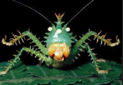 3 D Ansichtskarte Laubheuschrecke, Postkarte Wackelkarte Hologrammkarte Tier Insekt