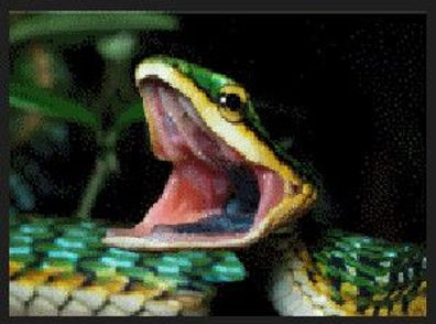 3 D Ansichtskarte Schlanknatter, Postkarte Wackelkarte Hologrammkarte Tier Schlange