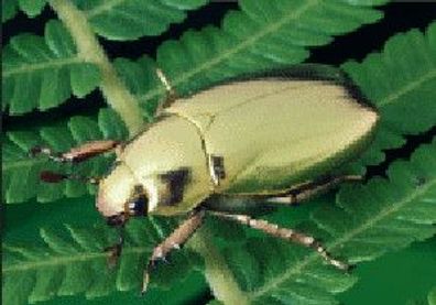 3 D Ansichtskarte Goldkäfer, Postkarte Wackelkarte Hologrammkarte Tier Insekten Blatt