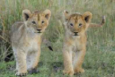 3 D Ansichtskarte junge Löwen, Postkarte Wackelkarte Hologrammkarte Tier Raubkatzen