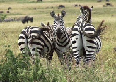 3 D Ansichtskarte Zebra Trio, Postkarte Wackelkarte Hologrammkarte Tiere Zebras