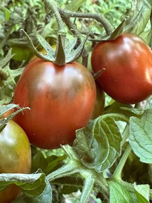 DeBerao braun robuste Tomate Baumtomate De Berao Barao