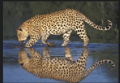 3 D Ansichtskarte Leopard, Postkarte Wackelkarte Hologrammkarte, Raubkatze Tier