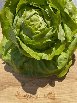 Deutscher Trotzkopf grüner Salat lange Ernte ideal für Selbstversorger Kopfsalat