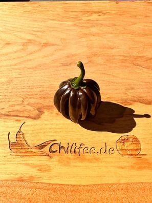 Habanero black fast schwarze Chili superschön & megascharf