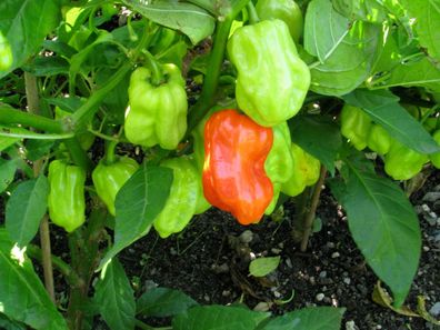 Habanero Gambia riesige Habanero rote Chili megascharf & aromatisch