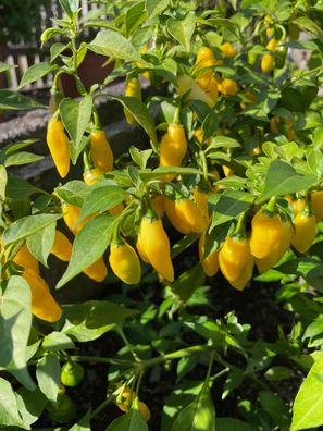 Habanero Hot Lemon megascharfe Chilli aromatisch ertragreiche Chili