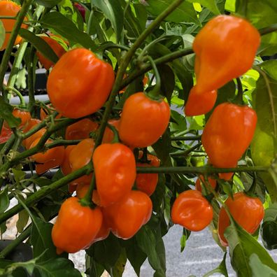 Habanero Mexican Orange superscharfe Chili mega-ertragreich Top-Sorte aus Mexiko
