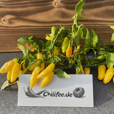Habanero Neon Yellow knallgelbe Chili kleinbleibende Pflanze Massenträger Chilli