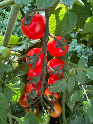Philamina rote Cocktailtomate robuste krankheitsresistente ertragreiche Tomate