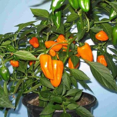 Snackpaprika orange ideal für Kinder zum Naschen süßer fruchtiger Paprika