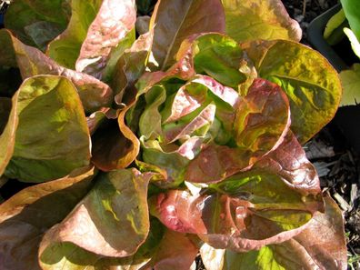 Wunder der vier Jahreszeiten roter Kopfsalat hitzestabil schoßfest robust