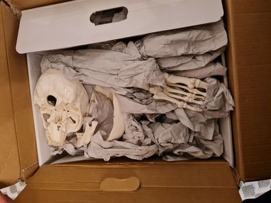 3B Scientific A04 halbes Skelett, Knochen von Hand & Fuß auf Draht, Lebensgroß