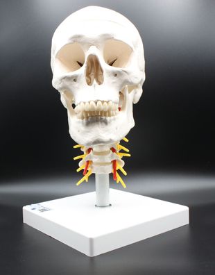 3B Scientific A20/1 Menschliche Anatomie Schädel Halswirbelsäule