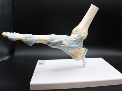 3B Scientific - M34 - Modell des Fußskeletts Bändern Muskeln