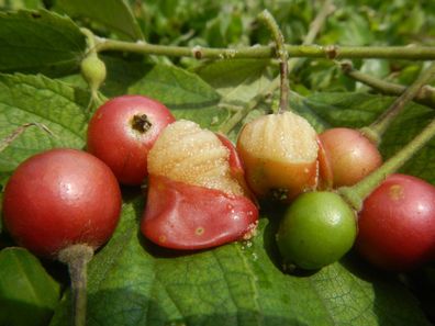 Jamaika - Kirsche - Muntingia calabura - Jamaican cherry 10+ Samen Gx 144