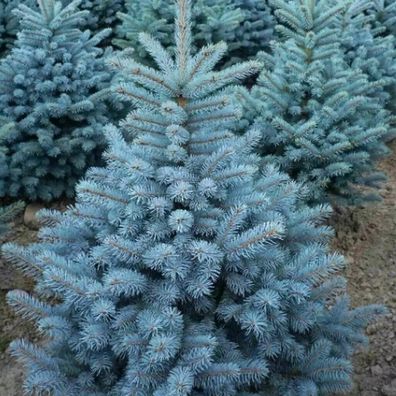 Blaufichte - Stechfichte Picea pungens Blue sprouce 5+ Samen immergrün W 209