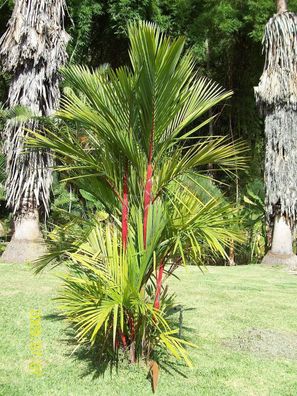 Siegellackpalme Rotstiel Palme - Cyrtostachys renda - wax palm 10+ Samen W 206