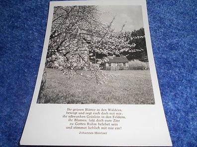 Postkarte-Karte mit Spruch- Wartburg Verlag Max Keßler - Ihr grünen Blätter
