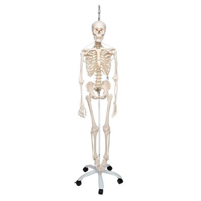 3B Scientific 1020180 A15/3S Anatomie Skelett Feldi Lebensgroß Anatomiemodell