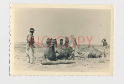 Foto WK2 Afrikakorps Beduinen Händler mit Kamel #1