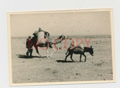Foto WK 2 Afrika Afrikakorps Kamel & Esel in der Wüste #10