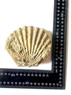 Fossilie Muschel siehe Fotos