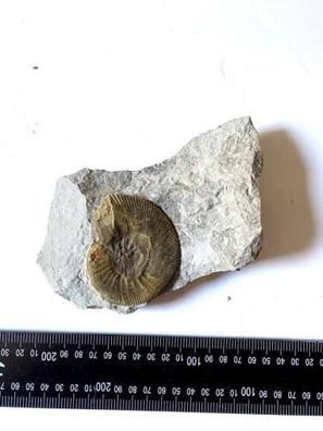Fossilie mit Einlagerung Schnecke siehe Fotos