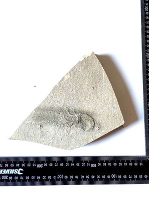 Fossilie mit Einlagerungen siehe Fotos
