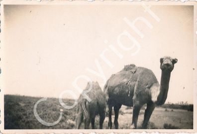 Foto WK2 - Afrikakorps Kamel in der Wüste X56