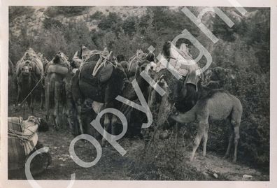 Foto WK II Wehrmacht mit Kamele im Kaukasus X54