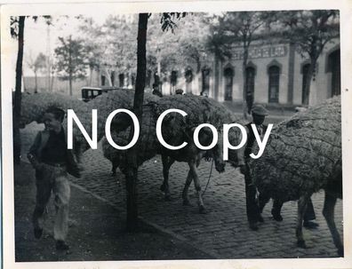 Foto Bürgerkrieg Spanien - Händler mit Esel in der Stadt X40