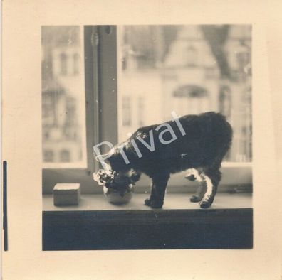 Kunst Foto aus Nachlass Willy Otto Zielke spielendes Baby Kätzchen K1.02
