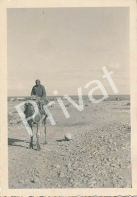 Foto WK II Afrikacorps Wüste Zivilist Kamel Küstennähe Libyen ????? F1.36