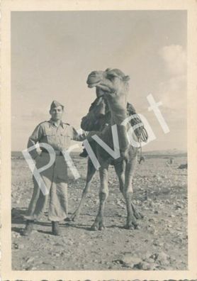 Foto WK II Wüste Soldat mit Kamel Küstennähe Afrikacorps Libyen ????? F1.36