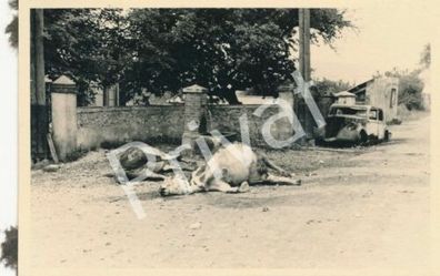 Foto WK II Zerstörung Ruinen Auto Wrack tote Pferde Frankreich France F1.65