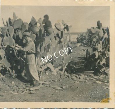 Foto WK II Soldat vor Kakteen Wüste in Lybien Afrika Corps 1941 E1.18