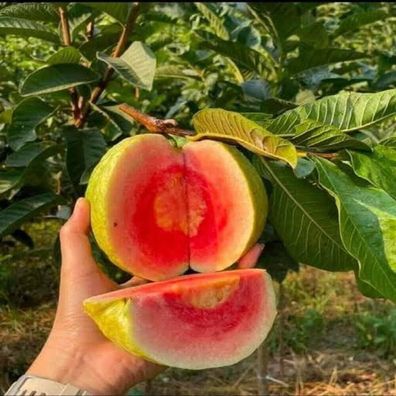 Echte Guave - Lucknow Red aus Indien - Psidium guajava 10+ Samen - Seeds Gx 146