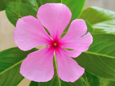 Rosafarbene Catharanthe - Catharanthus roseus 25+ Samen immergrüner Strauch Z 121