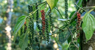 SAMEN Pfefferpflanze - Piper nigrum Black pepper - 5+ Samen - Seeds F 231
