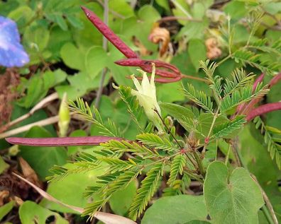 Jungfern Mimose - Erdtamarinde - Desmanthus virgatus mehrjährige 50+ Samen W 215