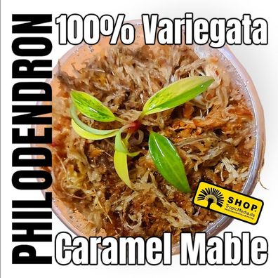 Philodendron Caramel MARBLE 100% VAriegata * no Monstera AUREA, Thai Constellation"