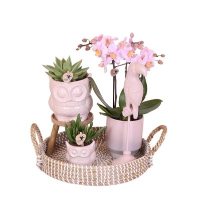 Komplettes Pflanzenset Romantik | Grünpflanzen mit rosa Phalaenopsis-Orchidee ...