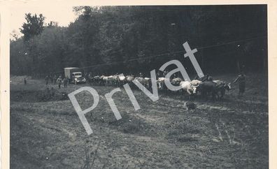 Foto WK II Soldaten, 22 Ochsen ziehen LKW im Schlamm Bessarabien Moldawien H1.28