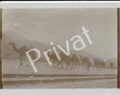Foto S.M.S. Geier Kaiserl Marine Karawane Egypt 1913/14 Weltreise H1.13